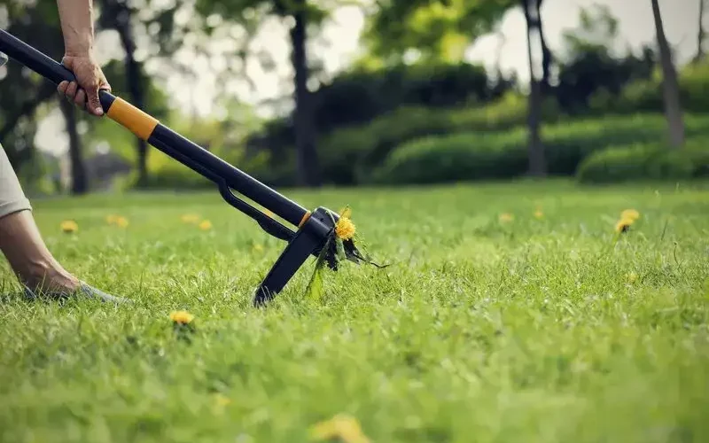 The Fiskars long handled weeder in Action Long Handled Weed