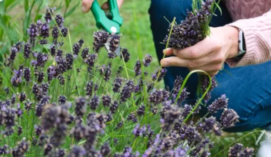 Garden Cutting Tool Names and Their Uses