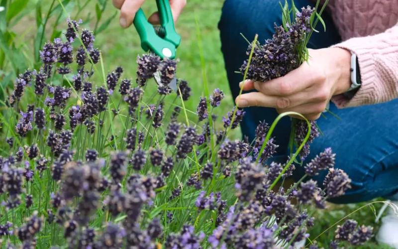 Garden Cutting Tool Names and Their Uses