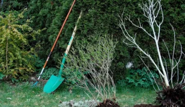 garden spade BQ Spade