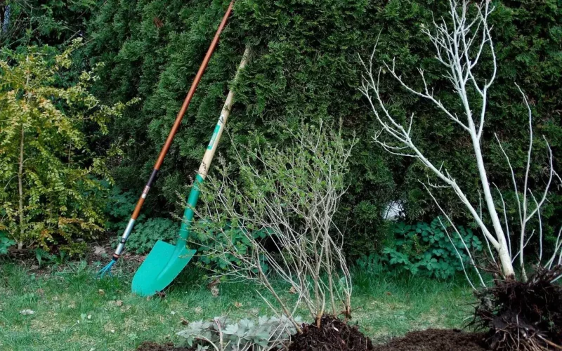 garden spade BQ Spade