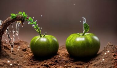 How long to run soaker hose for tomatoes