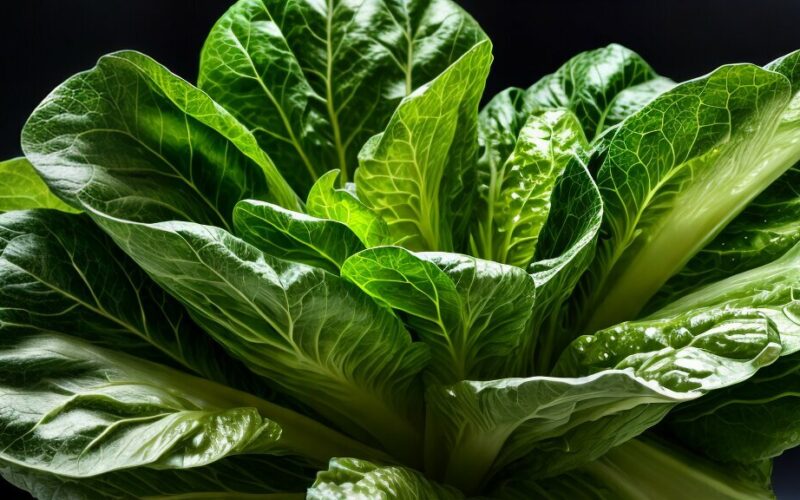 Understanding Romaine Lettuce's Flavor Profile