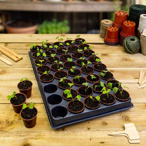 propagation tray