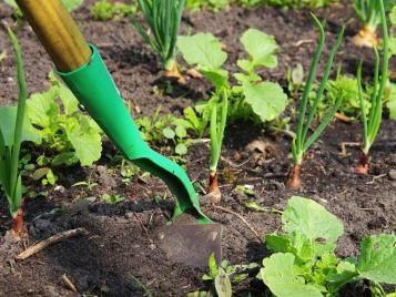 weeding by hoe