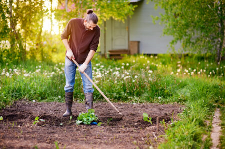 weeding by hoe