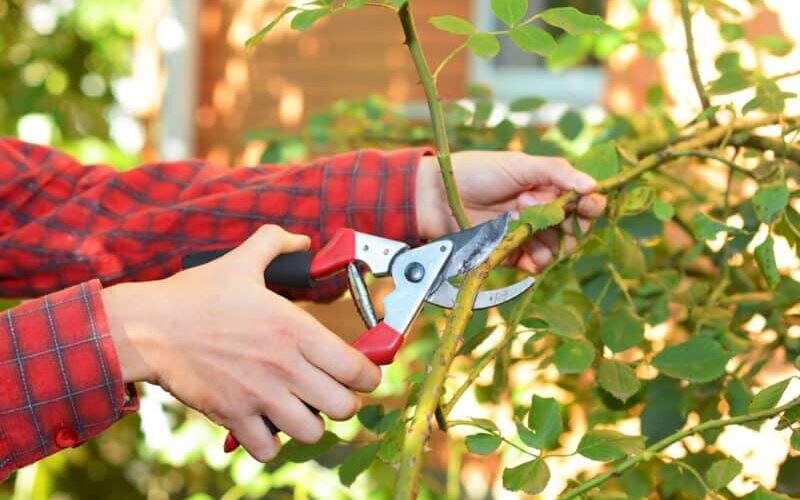 tools for plant propagation