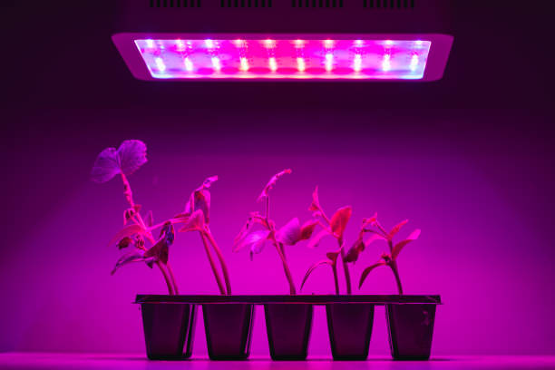 LED Grow Lights 