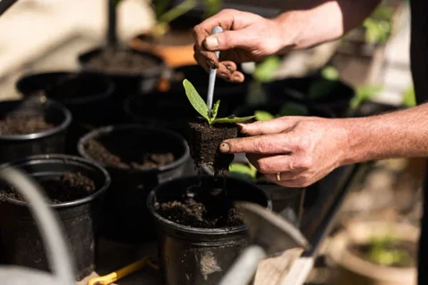 plant propagation