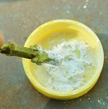Rooting Hormone Powder or Gel