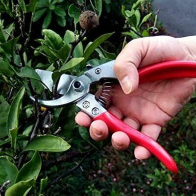 Hand Pruners or Sharp Scissors